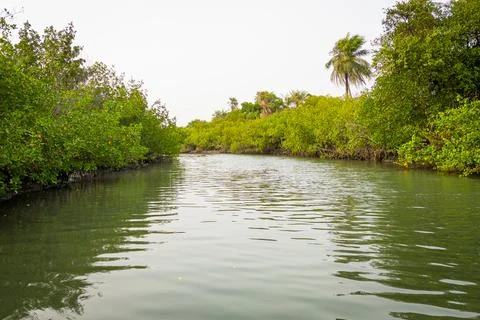 Aerial view of mangroves in brakish water channel in river delta in Senegal in Stock-Fotos
