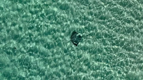 Aerial view of a Manta Rays along the barrier reef in the Maldives. Stock Footage 242341053