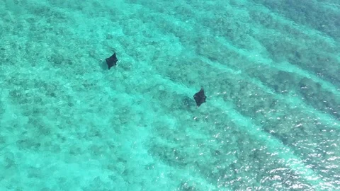 Aerial View of Manta Rays Gliding Below the Surface Stock Footage 279916831