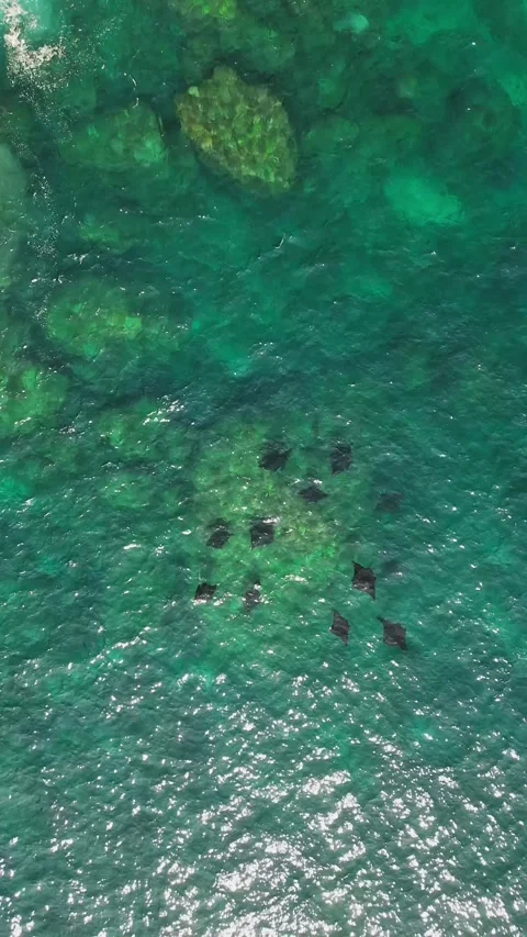 Aerial view of manta rays at Manta Point, Indonesia. Stock Footage 341946685