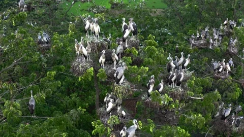 Aerial view of many birds nesting on trees, Bangladesh. Stock Footage 315504517