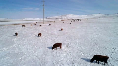 Aerial view on many cows grazing on a snow covered field. Cows are looking for Video stock 154126597