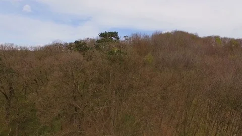 Aerial view. Many Storks flying in forest Stock Footage 78024797