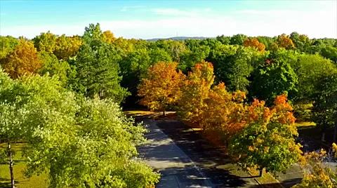 Aerial view of maple trees early autumn color change Stock Footage 42778000