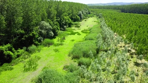 Aerial view of a march covered in grass and reeds between wild woods and orchard Stock Footage 258610862
