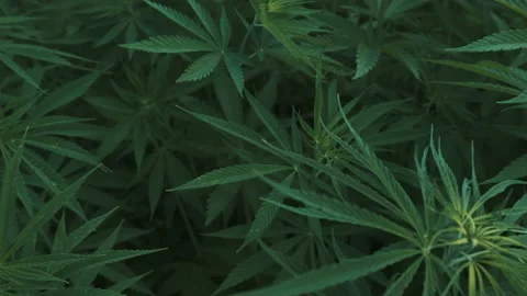 Aerial view of Marijuana fields. 4K Footage in Turkey Stock Footage 234099679