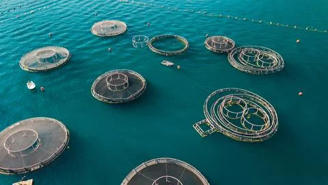 Aerial View of Marine Fish Farm Cages in Bay of Kotor, Montenegro Stock Photos