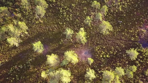 Aerial view of the marsh from top to bottom Two people are walking through swamp Stock Footage 229474817