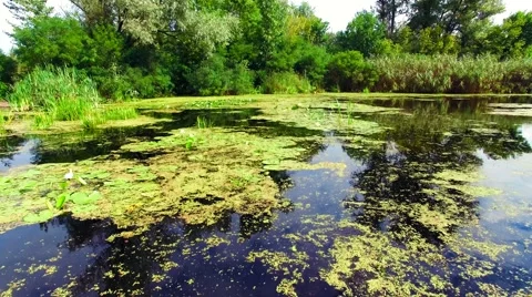 Aerial view of marshy river in the forest Stock Footage 60744451