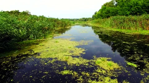 Aerial view of marshy river in the forest Stock Footage 60744554
