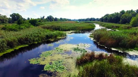 Aerial view of marshy river in the forest Stock Footage 60745217