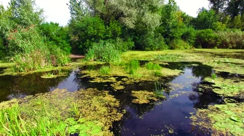 Aerial view of marshy river in the forest Stock Footage 60745296