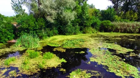Aerial view of marshy river in the forest Stock Footage 60745470