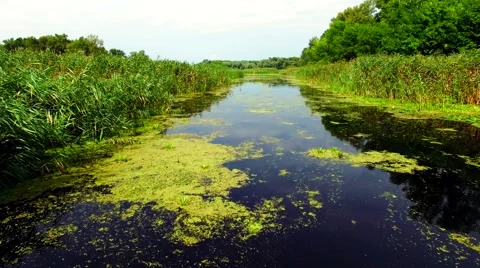 Aerial view of marshy river in the forest Stock Footage 60745565