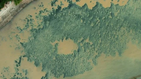 Aerial View of Massive Algae Bloom on the Delaware River Stock Footage 251701383