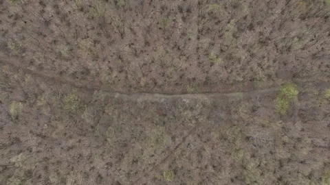 Aerial view of a massive mountain covered in dense leafless forest during spring Video stock 332664457