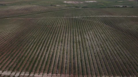 Aerial View of Massive Olive Tree Plantation in Spain. Stock Footage 337867563