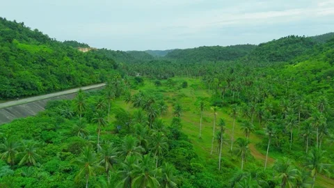 Aerial view of a massive plantation of coconut palm trees filling a valley, with Stock Footage 324090839