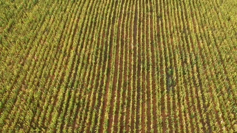 Aerial view of mature sorghum field Stock Footage 147956953