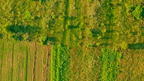 Aerial view on meadow in daytime Stock Footage 142718802