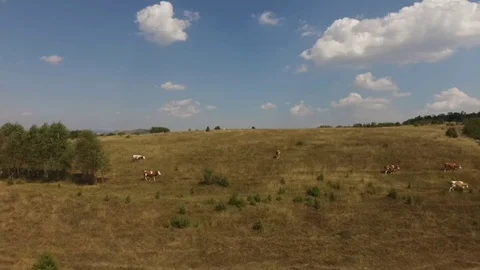 Aerial view of meadow Stock Footage 79619440