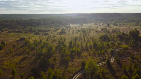 Aerial view of meadow with single trees in summer morning Stock Footage 161011707