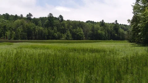 Aerial View of Meadow Surrounded by Forest Stock Footage 95573871