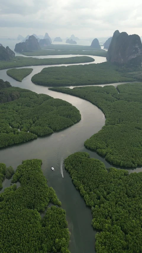 Aerial View of Meandering River Through Mangrove Forest in Phang Nga, Thailand Stock Footage 335253081