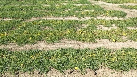 Aerial view of melon field Stock Footage 293946245