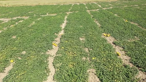 Aerial view of melon field 库存影片 293946330