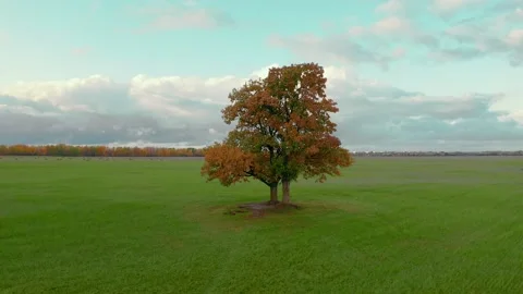 Aerial view of mesmerizing A lonely tree covered with golden foliage Stock Footage 134538671