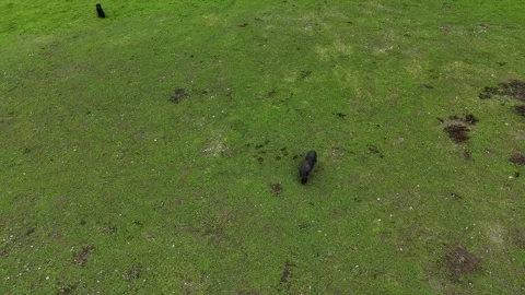 Aerial view of a mini black pig roaming on a green field 스톡 동영상 302290931