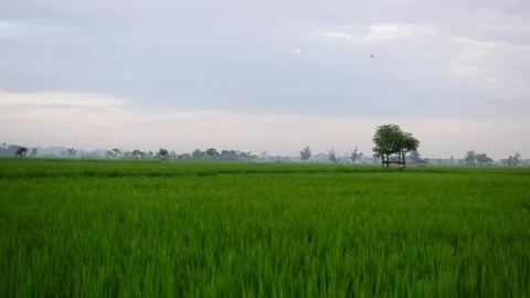 Aerial view mini hut or gazebos in rice field with clouds on sky background Stock Footage 265698015