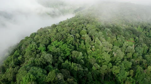 Aerial view of mist, cloud and fog hanging over a lush tropical rainforest Stock Footage 236341868