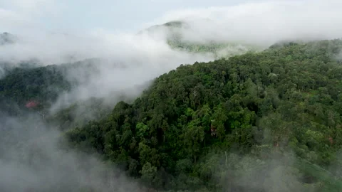 Aerial view of mist, cloud and fog hanging over a lush tropical rainforest Stock Footage 236342325