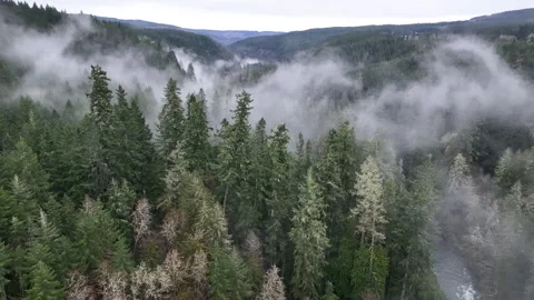 Aerial View of Mist Drifting Through Forested Valley in the Pacific Northwest Stock Footage 264079044