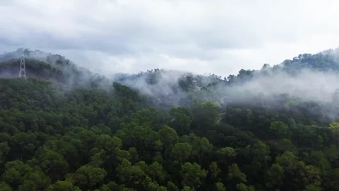 Aerial View of Mist over Pine Forest in the Mountains 4k drone Stock Footage 287989580