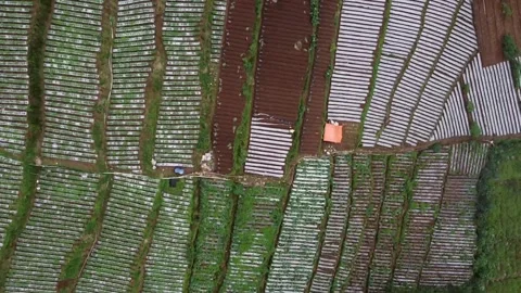 Aerial view of a misty agricultural landscape with fields and crops at Dieng Stock-Footage 280096341