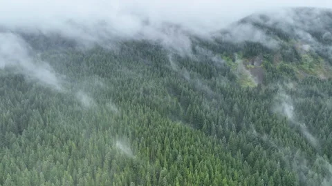 Aerial View of Misty Clouds and Vast Forest in Oregon Stock Footage 282755548