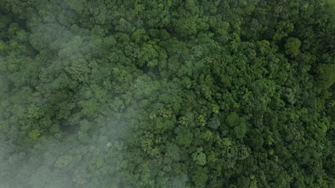 Aerial view of a misty forest in the clouds in Nepal. Drone flight. Stock Footage 244982581
