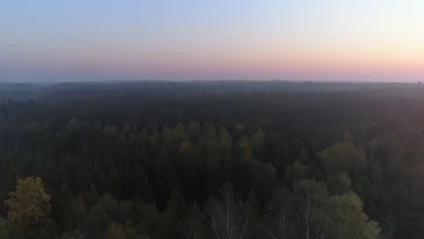 Aerial view of misty forest at dawn Stock Footage 132808521