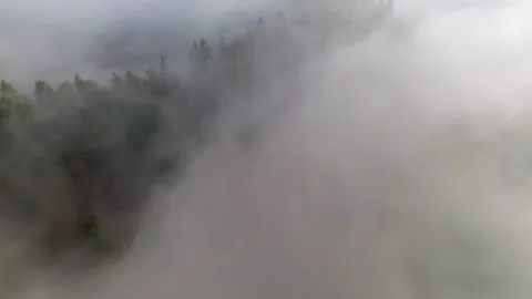 Aerial view of a misty forest with dense trees covered in fog, serene and Stock-Footage 295804260