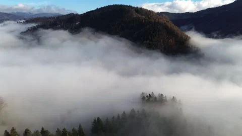 Aerial view of a misty forest with dense trees covered in fog, Forward motion. 動画素材 295952030