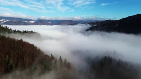 Aerial view of a misty forest with dense trees covered in fog, serene and Stock Footage 295952424