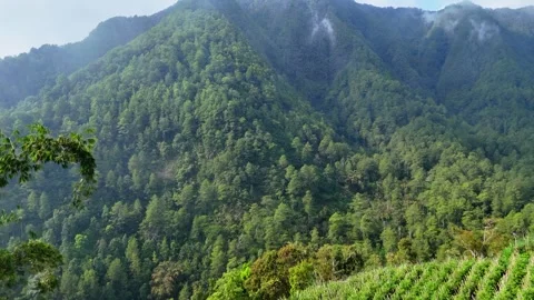 Aerial View of Misty Mountain Forest Stock Footage 346723745