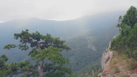 Aerial view, misty mountain gorge with coniferous trees on cloudy morning Stock-Footage 104106948