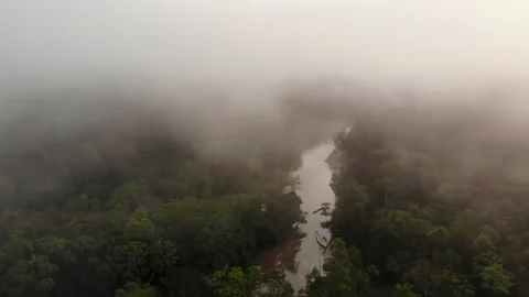 Aerial view of the misty rainforest canopy and Rio Tiputini at dawn Stock Footage 172010616
