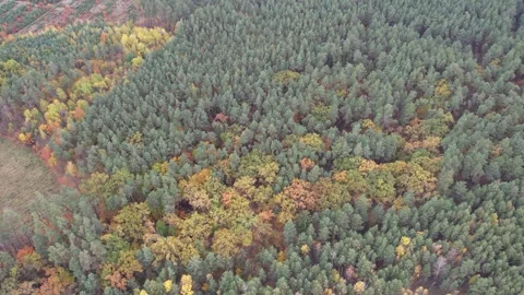 Aerial view of mixed autumn forest, pine and deciduous trees. Stock Footage 341978131