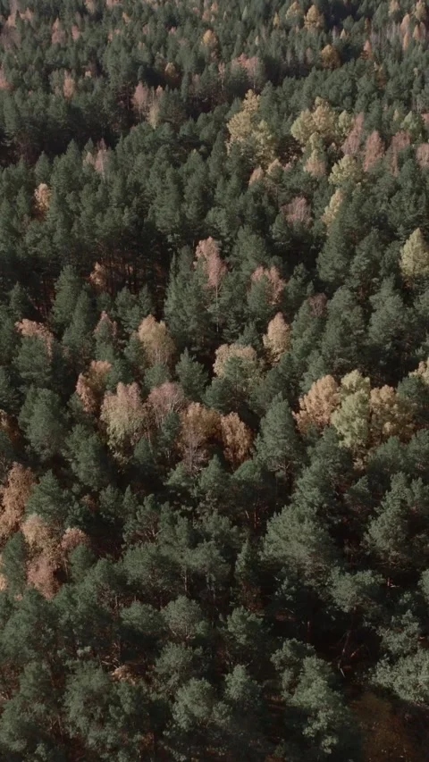 Aerial view of mixed conifer and deciduous forest canopy in autumn colors Stock Footage 335663692