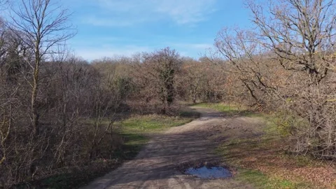 Aerial View of Mixed Forest with Bare Trees and Green Foliage Stock Footage 324889582